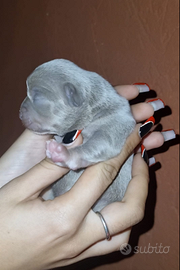 Cuccioli di Chihuahua