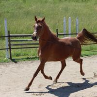 Fattrice di altissima genealogia - cavallo arabo