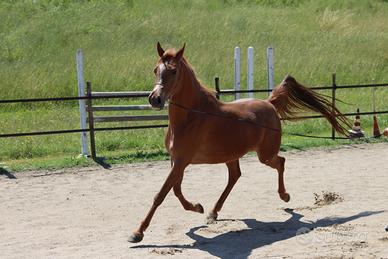 Fattrice di altissima genealogia - cavallo arabo