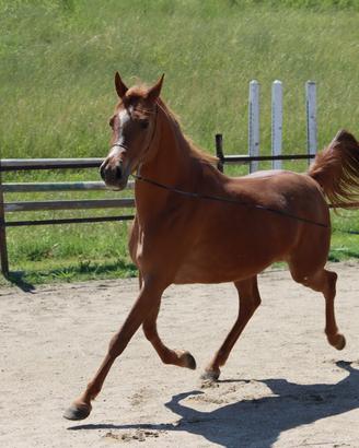 Fattrice di altissima genealogia - cavallo arabo