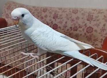 Uccelli