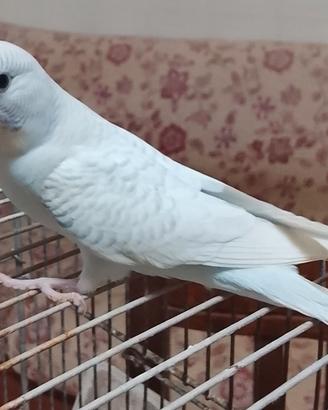 Uccelli