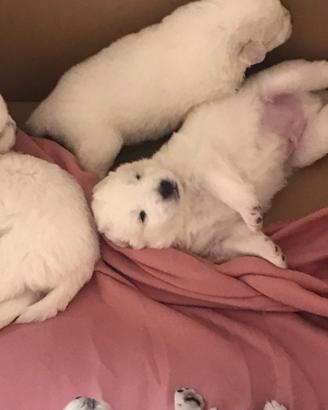Cuccioli maremmani