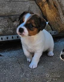 Jack russell