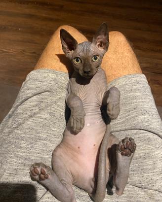 Sphynx
