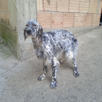 Setter addestrati