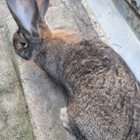 Cuccioli di coniglio gigante delle fiandre