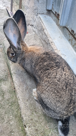 Cuccioli di coniglio gigante delle fiandre