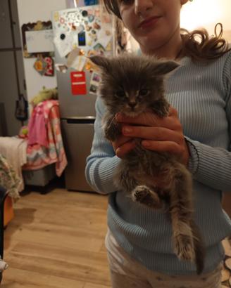 Cucciolo Maine coon