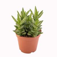 Piante di Aloe squarrosa - cactus grasse giardino 