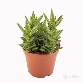 Piante di Aloe squarrosa - cactus grasse giardino 