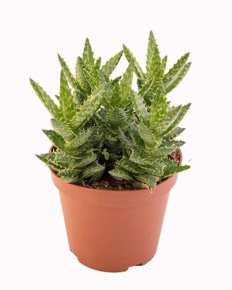 Piante di Aloe squarrosa - cactus grasse giardino 