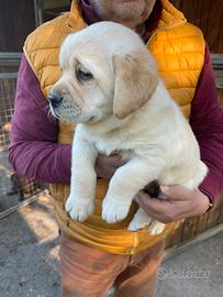 Labrador miele con pedigree