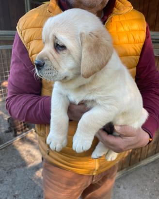 Labrador miele con pedigree
