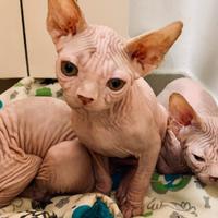 Canadian sphynx cuccioli