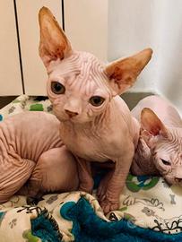 Canadian sphynx cuccioli