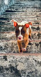 Cuccioli Red-Nose/Pitbull 