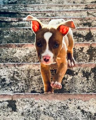 Cuccioli Red-Nose/Pitbull 
