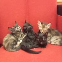 4 gattini di 2 mesi e mezzo
