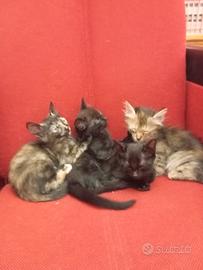 4 gattini di 2 mesi e mezzo