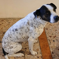 Cane meticcio