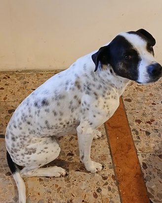 Cane meticcio