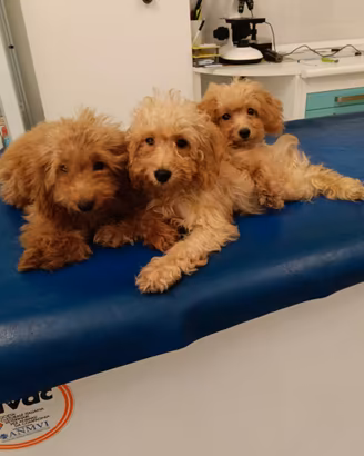 Cuccioli di barboncino Toy