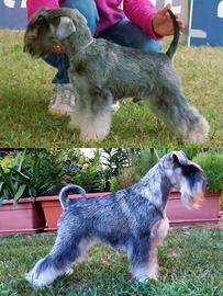 Schnauzer nani pepe-sale