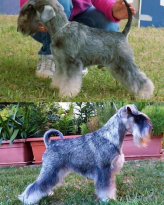 Schnauzer nani pepe-sale