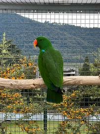 Ecletto maschio adulto riproduttore