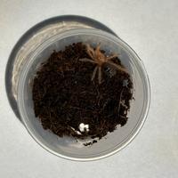 Grammostola pulchripes sling