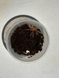 Grammostola pulchripes sling