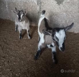 caprette tibetane