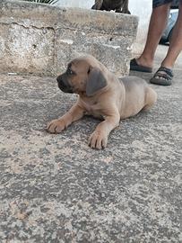 Cane corso