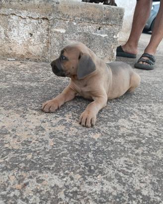 Cane corso
