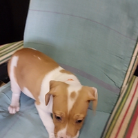 Cucciolo amstaff incrocio staffordshire bul terier