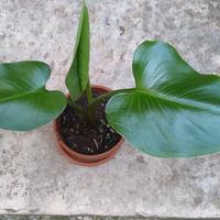 Pianta Calla