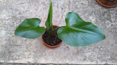 Pianta Calla