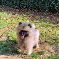 Cuccioli Spitz tedesco Wolfspitz/Keeshond