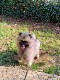 Cuccioli Spitz tedesco Wolfspitz/Keeshond