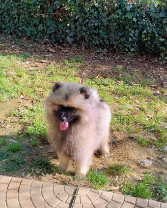 Cuccioli Spitz tedesco Wolfspitz/Keeshond