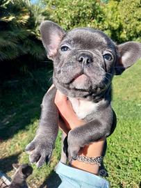 Cuccioli bulldog francese ecotic