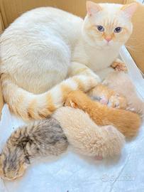 Scottish Fold e Straight
