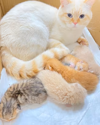 Scottish Fold e Straight
