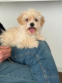 Cuccioli di Maltipoo (Barboncino X Maltese)