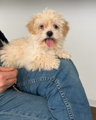 Cuccioli di Maltipoo (Barboncino X Maltese)