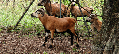 Pecore nane del camerun