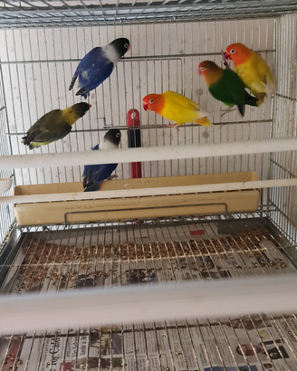 Roseicollins, Fischer, personata