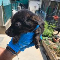 Cuccioli femmine labrador mamma papà pastore tedes