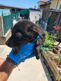 Cuccioli femmine labrador mamma papà pastore tedes